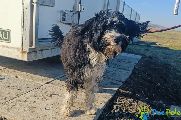 Znaleziono psa, Racławice, 3 lutego 2025 (3/5)