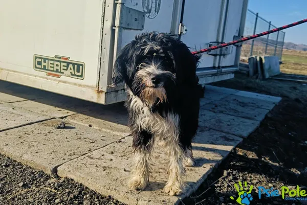 Znaleziono psa, Racławice, 3 lutego 2025 (5/5)