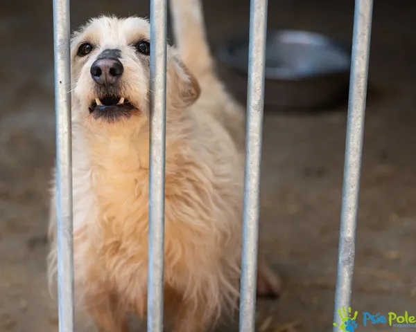 Znaleziono psa, Racławice, 30 stycznia 2025 (1/5)