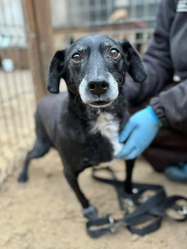 Pies do adopcji, Przyborówko, 5 lutego 2025 (2/3)