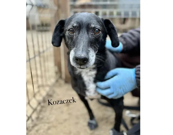 Pies do adopcji, Przyborówko, 5 lutego 2025 (3/3)