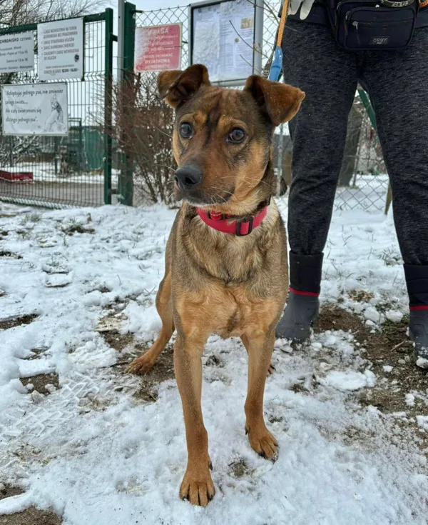 Pies do adopcji, Przyborówko, 5 lutego 2025 (1/5)