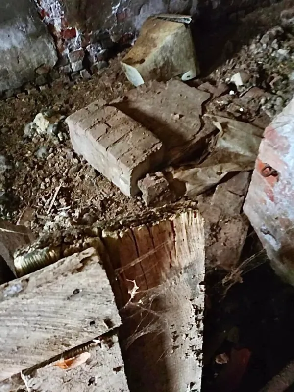 Pies do adopcji, Przyborówko, 5 lutego 2025 (3/5)