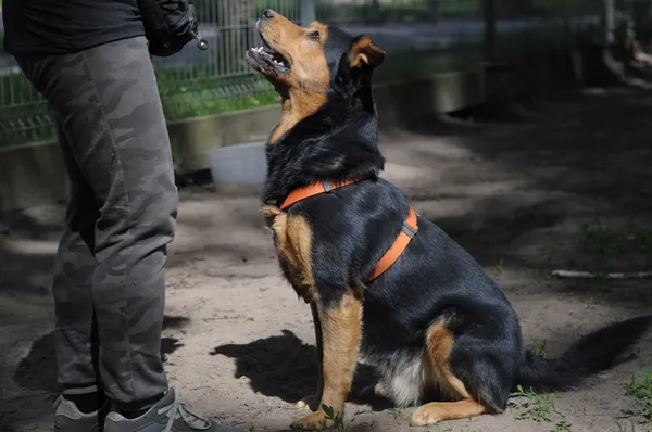 Pies do adopcji, Olsztyn, 28 marca 2024 (5/5)