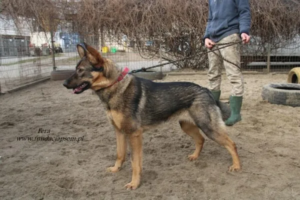 Pies do adopcji, Nowy Dwór Mazowiecki, 5 lutego 2025 (3/5)