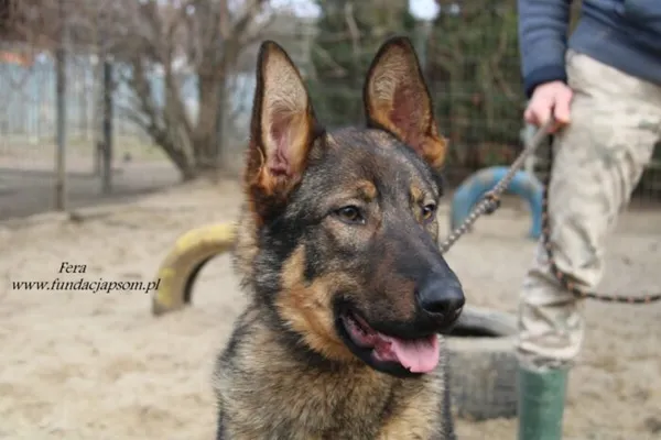 Pies do adopcji, Nowy Dwór Mazowiecki, 5 lutego 2025 (4/5)