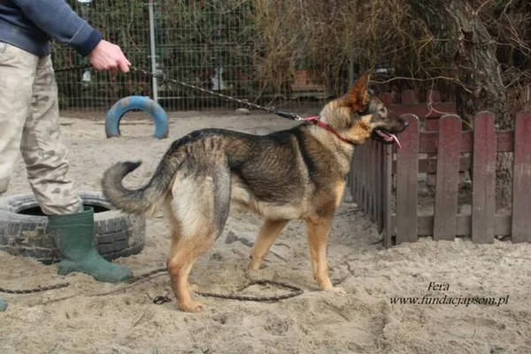 Pies do adopcji, Nowy Dwór Mazowiecki, 5 lutego 2025 (5/5)