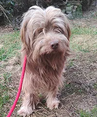 Znaleziono psa, Siedlce, 4 lutego 2025