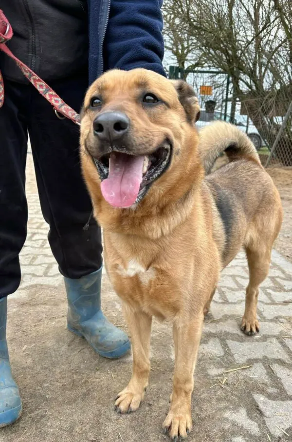 Pies do adopcji, Przyborówko, 5 lutego 2025 (1/5)