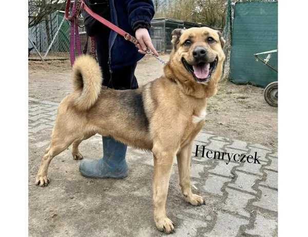 Pies do adopcji, Przyborówko, 5 lutego 2025 (3/5)