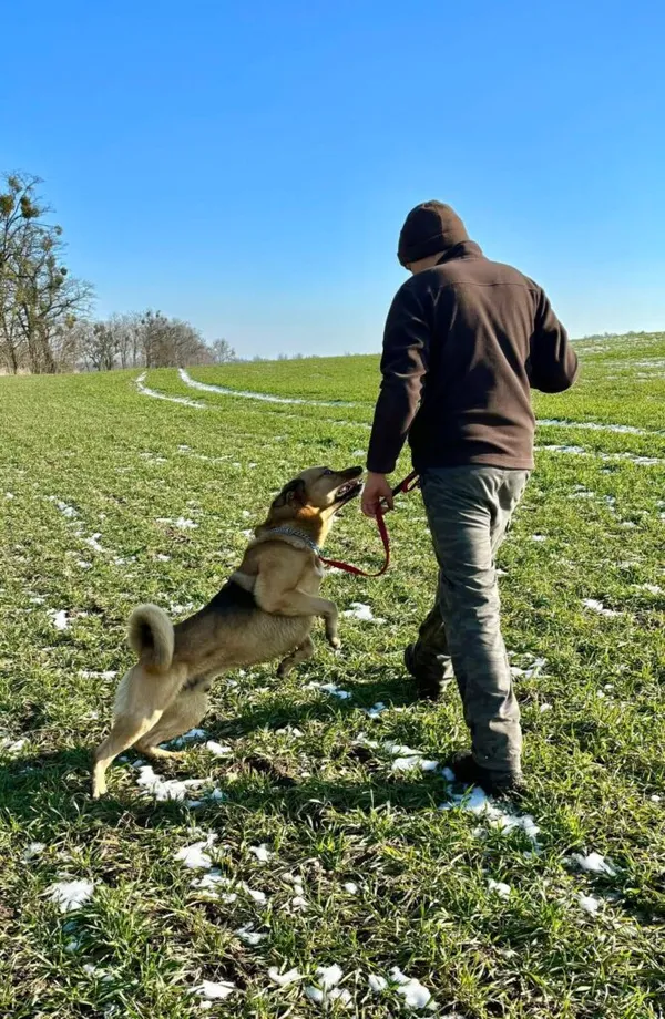 Pies do adopcji, Przyborówko, 5 lutego 2025 (5/5)