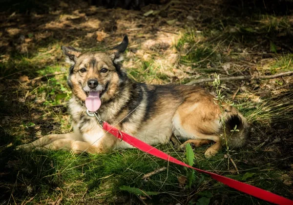 Pies do adopcji, Piła, 9 listopada 2021 (1/5)