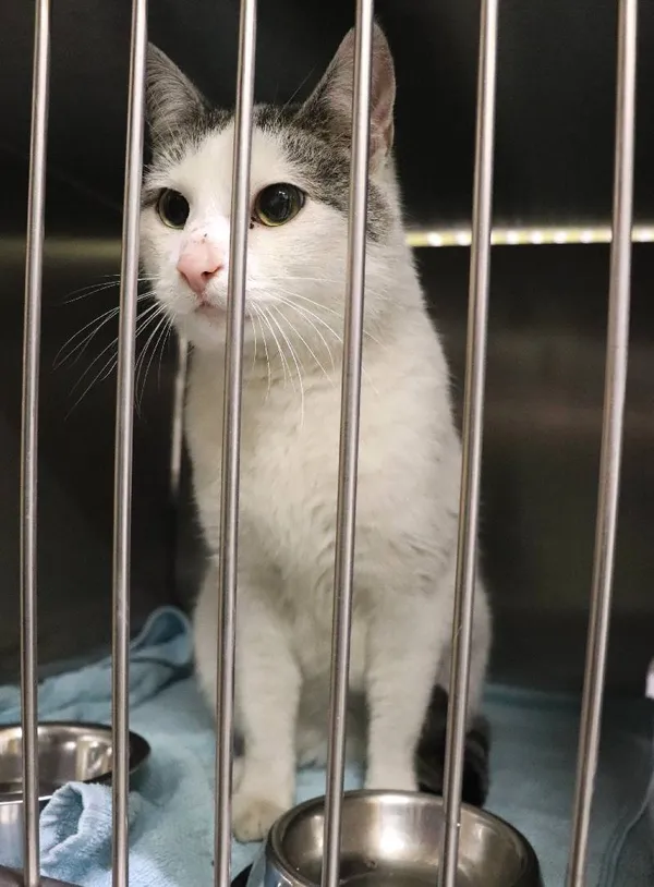 Znaleziono kota, Łódź, 5 lutego 2025 (1/4)