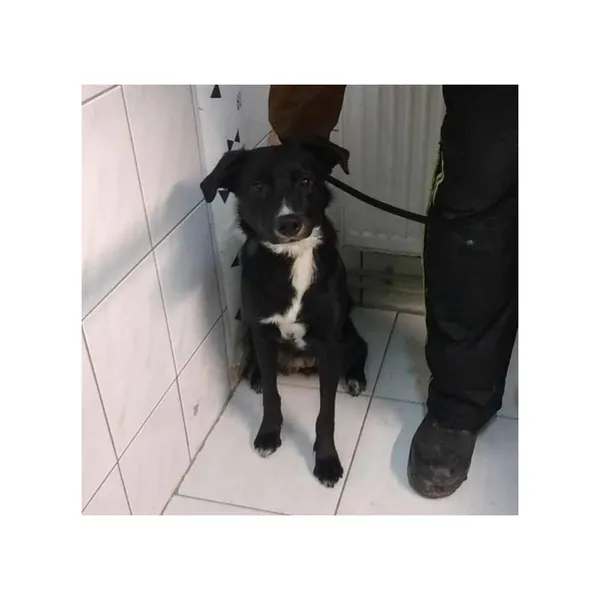 Znaleziono psa, Białystok, 6 lutego 2025