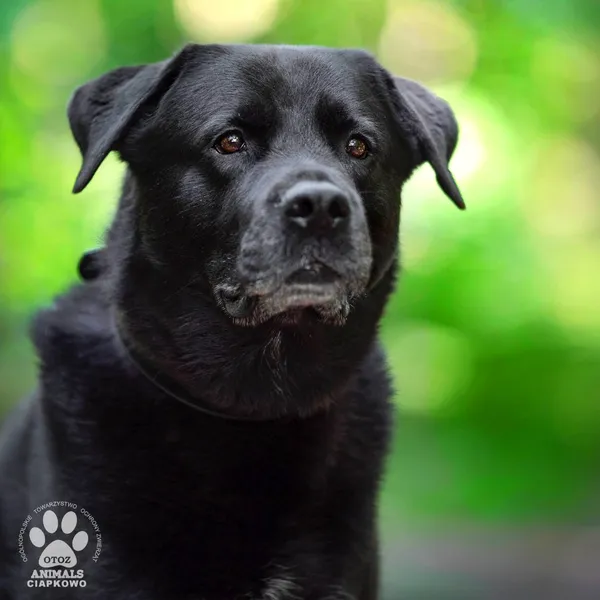 Pies do adopcji, Gdynia, 6 lutego 2025 (2/4)