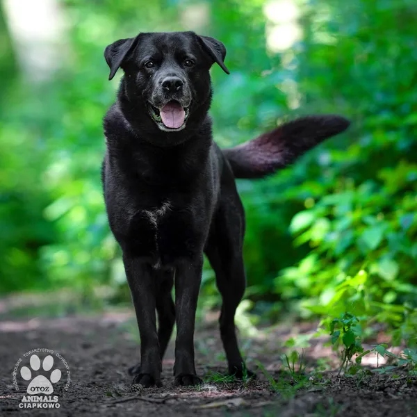 Pies do adopcji, Gdynia, 6 lutego 2025 (3/4)