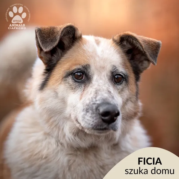 Pies do adopcji, Gdynia, 6 lutego 2025 (1/4)