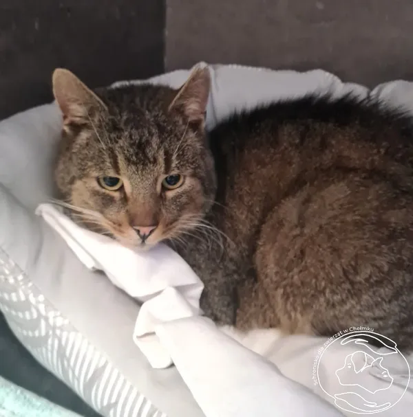 Kot do adopcji, Chełmek, 20 stycznia 2025