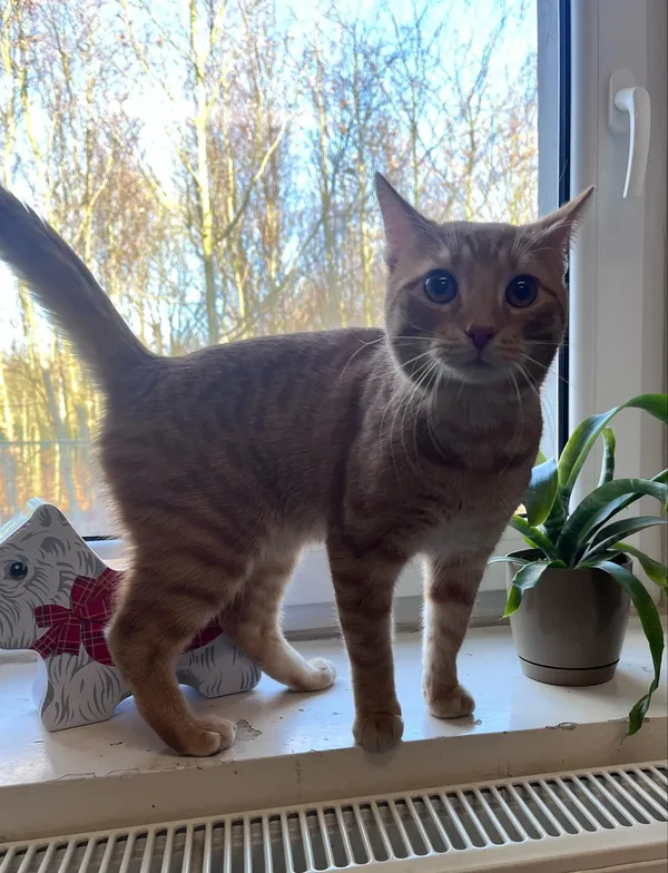 Kot do adopcji, Włocławek, 6 lutego 2025 (1/4)