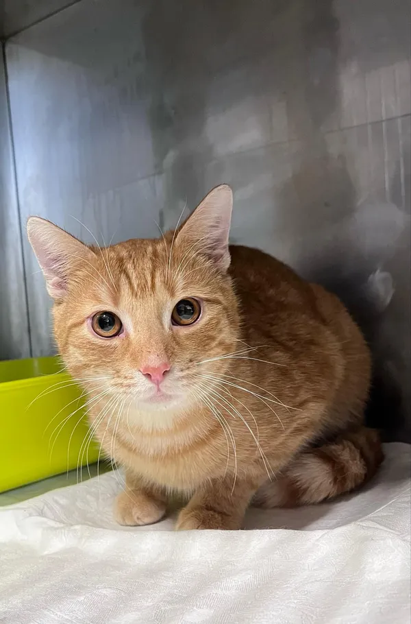 Kot do adopcji, Włocławek, 6 lutego 2025 (2/4)