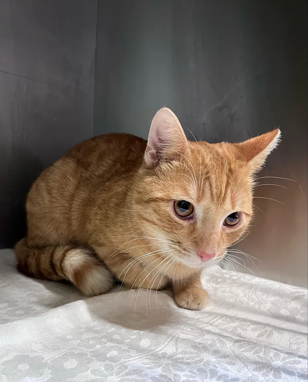 Kot do adopcji, Włocławek, 6 lutego 2025 (3/4)