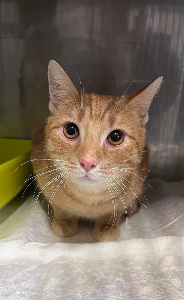 Kot do adopcji, Włocławek, 6 lutego 2025 (4/4)