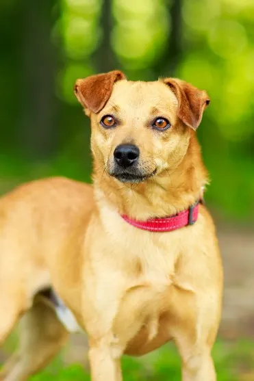 Pies do adopcji, Elbląg, 21 maja 2024 (2/5)