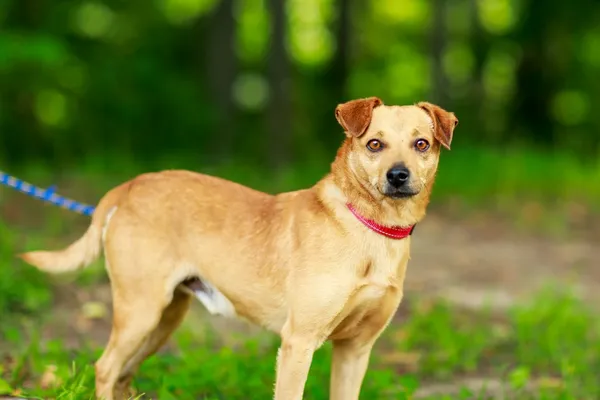 Pies do adopcji, Elbląg, 21 maja 2024 (4/5)