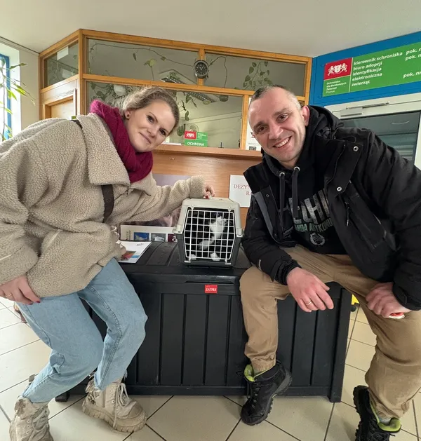 Kot do adopcji, Gdańsk, 6 lutego 2025