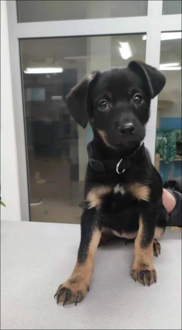 Znaleziono psa, Grudziądz, 6 lutego 2025