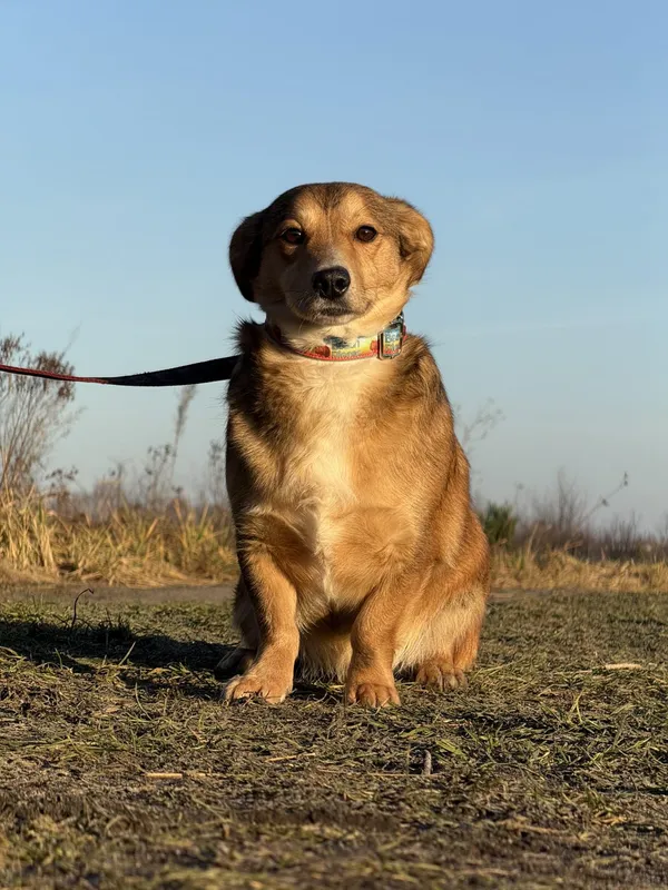 Pies do adopcji, Pieczyska, 6 lutego 2025 (4/5)