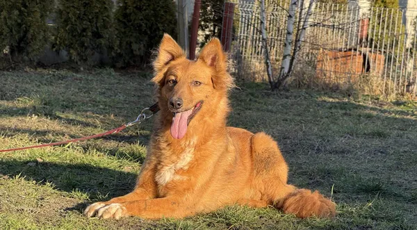 Pies do adopcji, Pieczyska, 6 lutego 2025 (1/4)