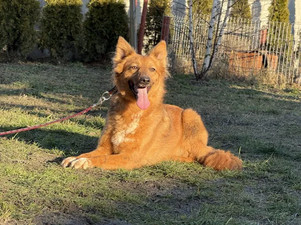 Pies do adopcji, Pieczyska, 6 lutego 2025 (4/4)