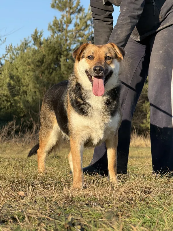 Pies do adopcji, Pieczyska, 6 lutego 2025 (4/5)