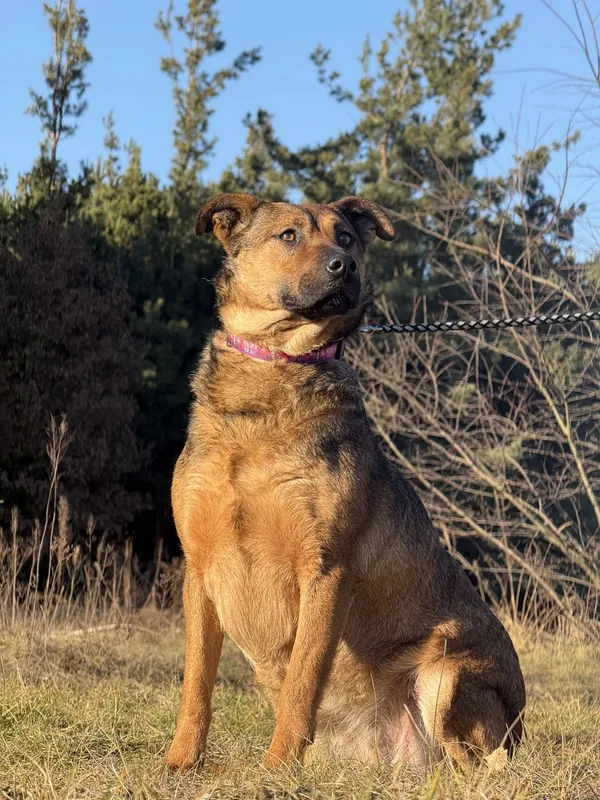 Pies do adopcji, Pieczyska, 6 lutego 2025 (2/5)