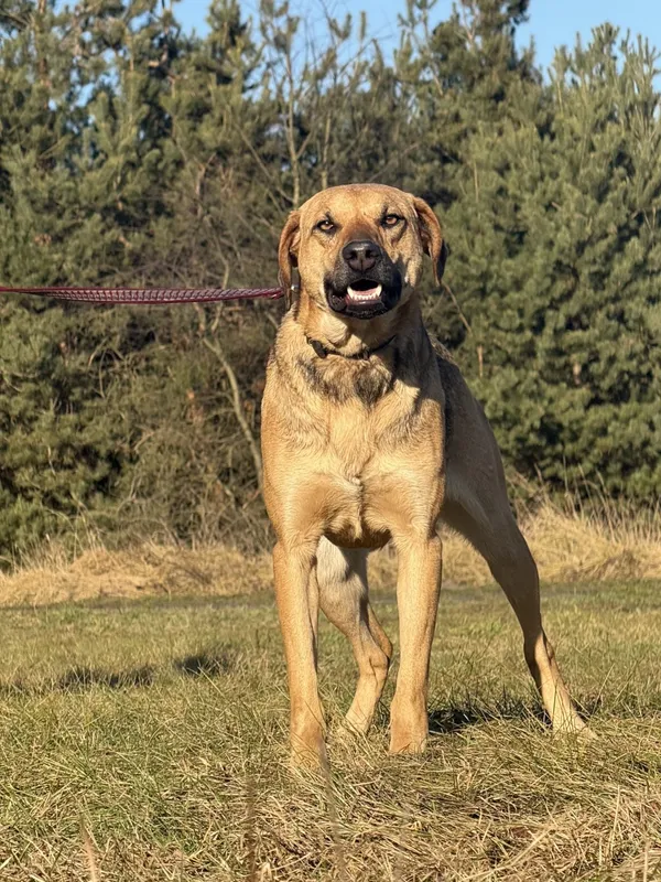 Pies do adopcji, Pieczyska, 6 lutego 2025 (2/5)