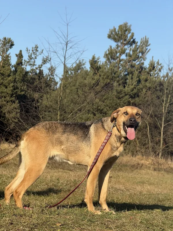 Pies do adopcji, Pieczyska, 6 lutego 2025 (5/5)