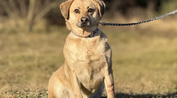 Pies do adopcji, Pieczyska, 6 lutego 2025 (1/4)