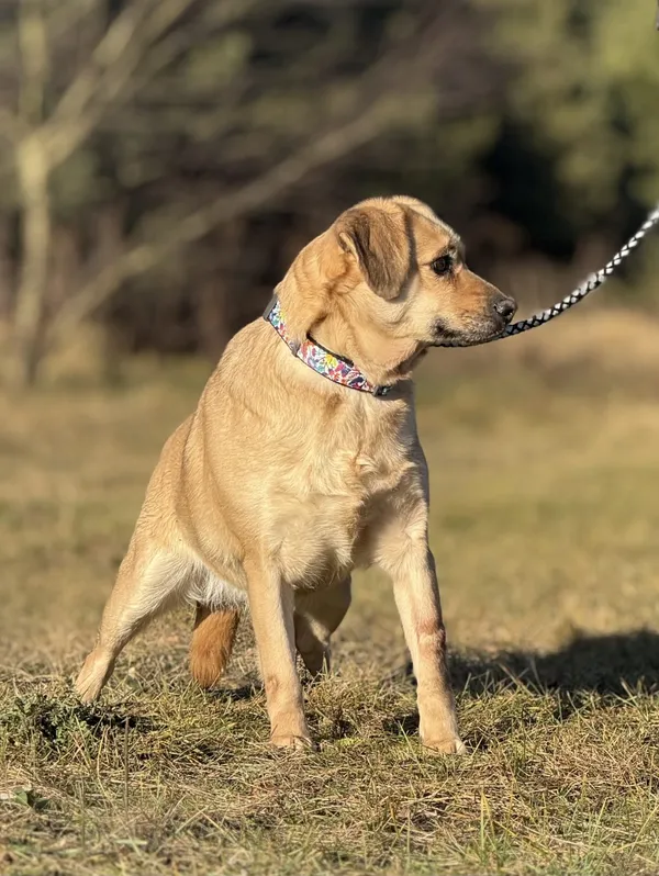 Pies do adopcji, Pieczyska, 6 lutego 2025 (3/4)