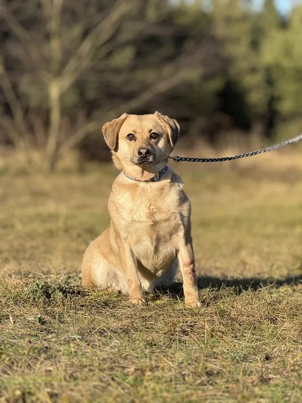 Pies do adopcji, Pieczyska, 6 lutego 2025 (4/4)