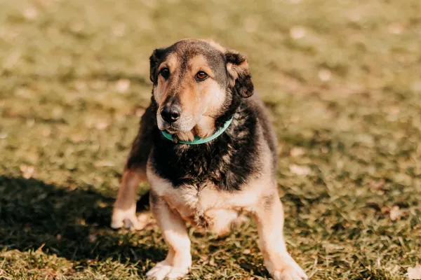 Pies do adopcji, Czartki, 6 lutego 2025 (1/4)