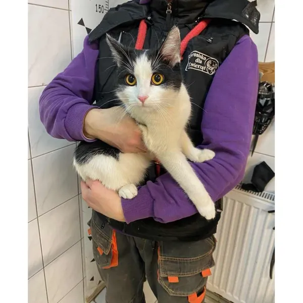 Znaleziono kota, Białystok, 28 stycznia 2025