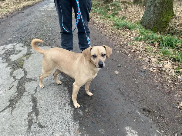 Pies do adopcji, gmina Platerówka, 6 lutego 2025 (3/3)