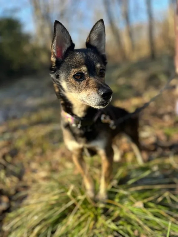 Pies do adopcji, Żywiec, 6 lutego 2025 (1/5)