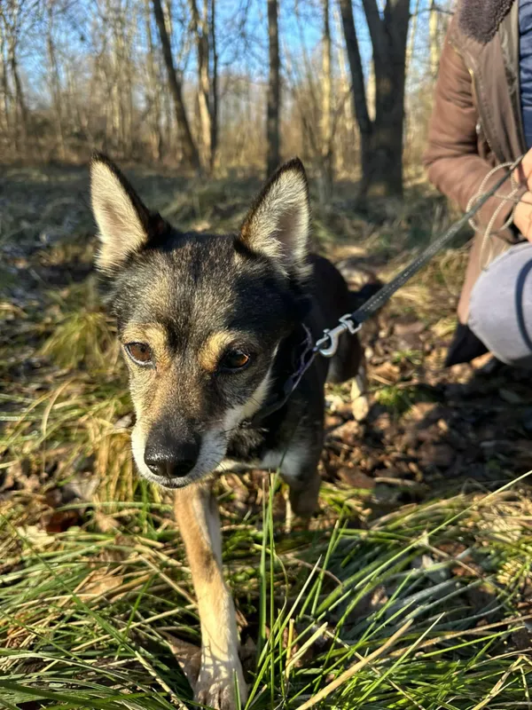 Pies do adopcji, Żywiec, 6 lutego 2025 (2/5)