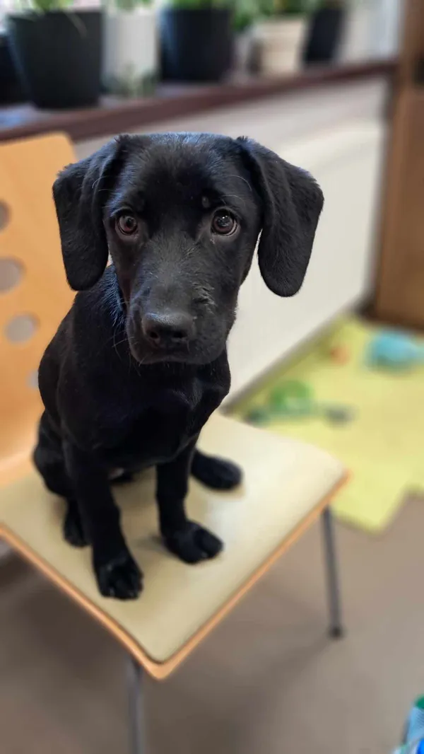 Pies do adopcji, Olsztyn, 5 lutego 2025 (1/2)