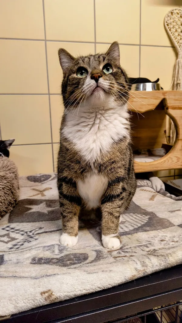 Kot do adopcji, Gdynia, 6 lutego 2025 (2/4)