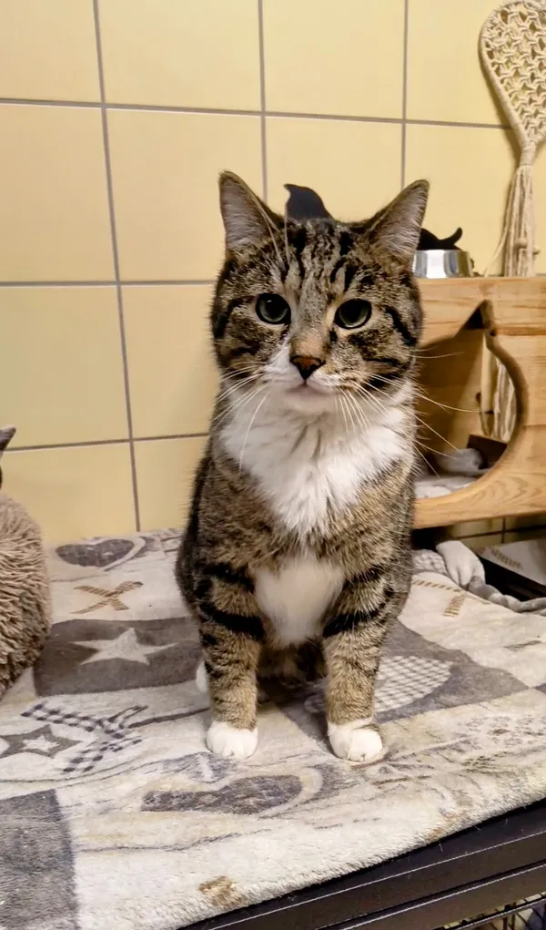 Kot do adopcji, Gdynia, 6 lutego 2025 (3/4)