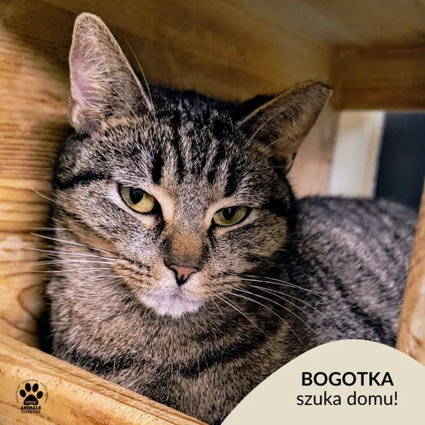 Kot do adopcji, Gdynia, 6 lutego 2025 (1/5)