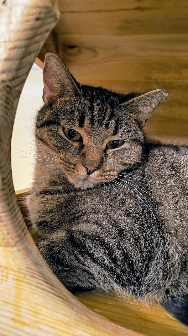 Kot do adopcji, Gdynia, 6 lutego 2025 (3/5)